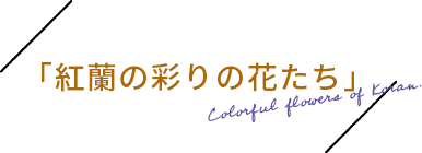 紅蘭の彩りの花たち